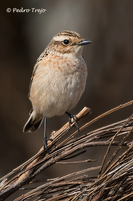 Tarabilla norteña (Saxicola rubetra)